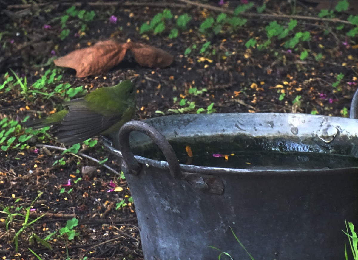 Painted Bunting - ML385601461
