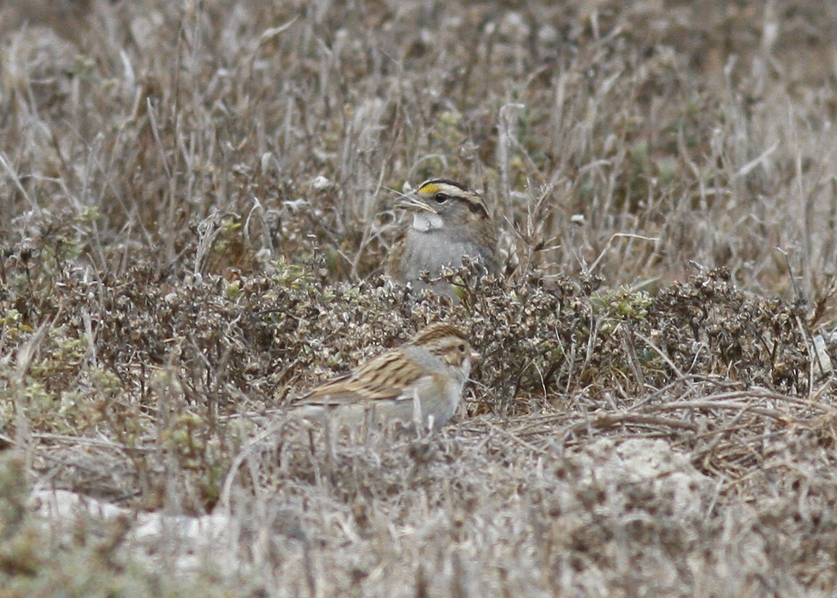 White-throated Sparrow - ML38560371