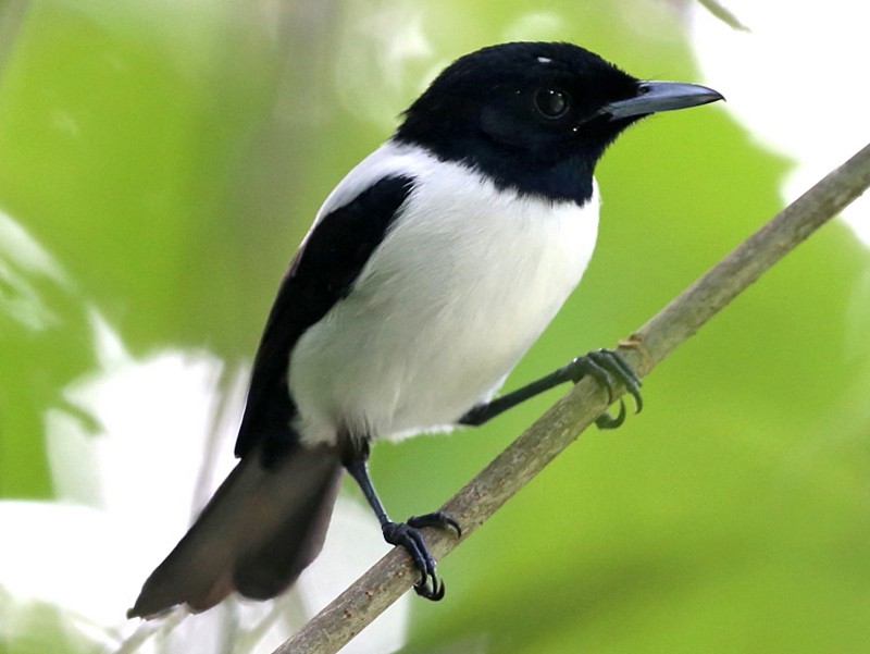 Монарх чорноголовий - eBird