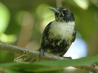 Молодая птица - Peter Kaestner - ML385605141