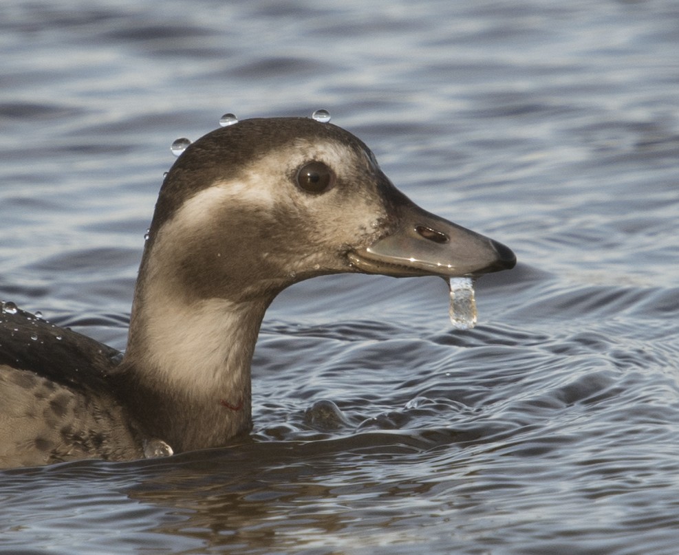 Long-tailed Duck - Chris Neri