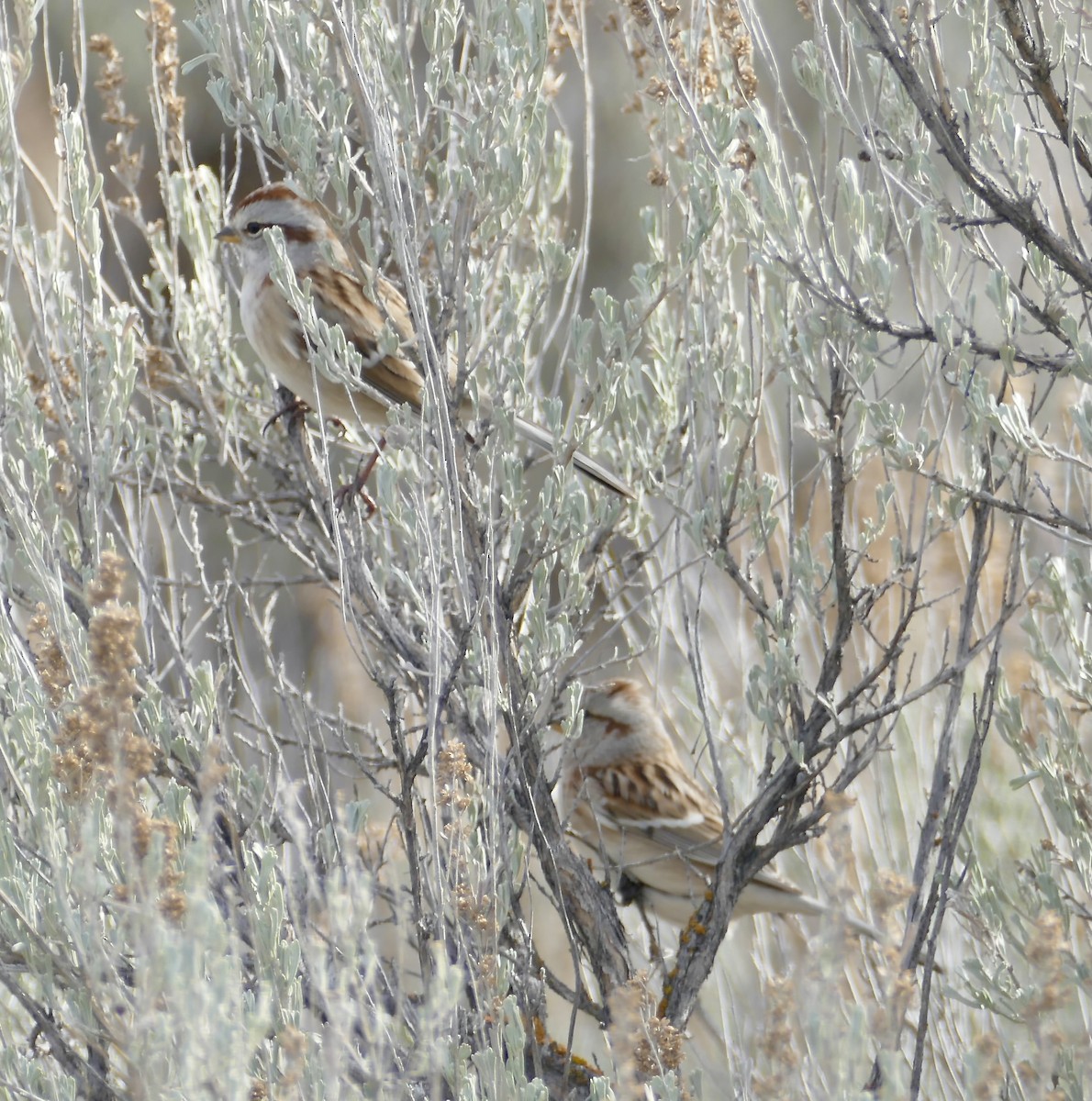 American Tree Sparrow - ML385611891