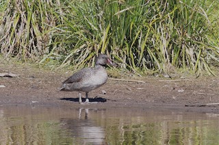 Freckled Duck, ML38561281