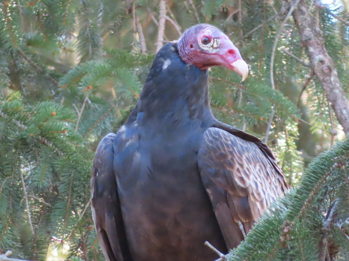 Turkey Vulture - ML385617181