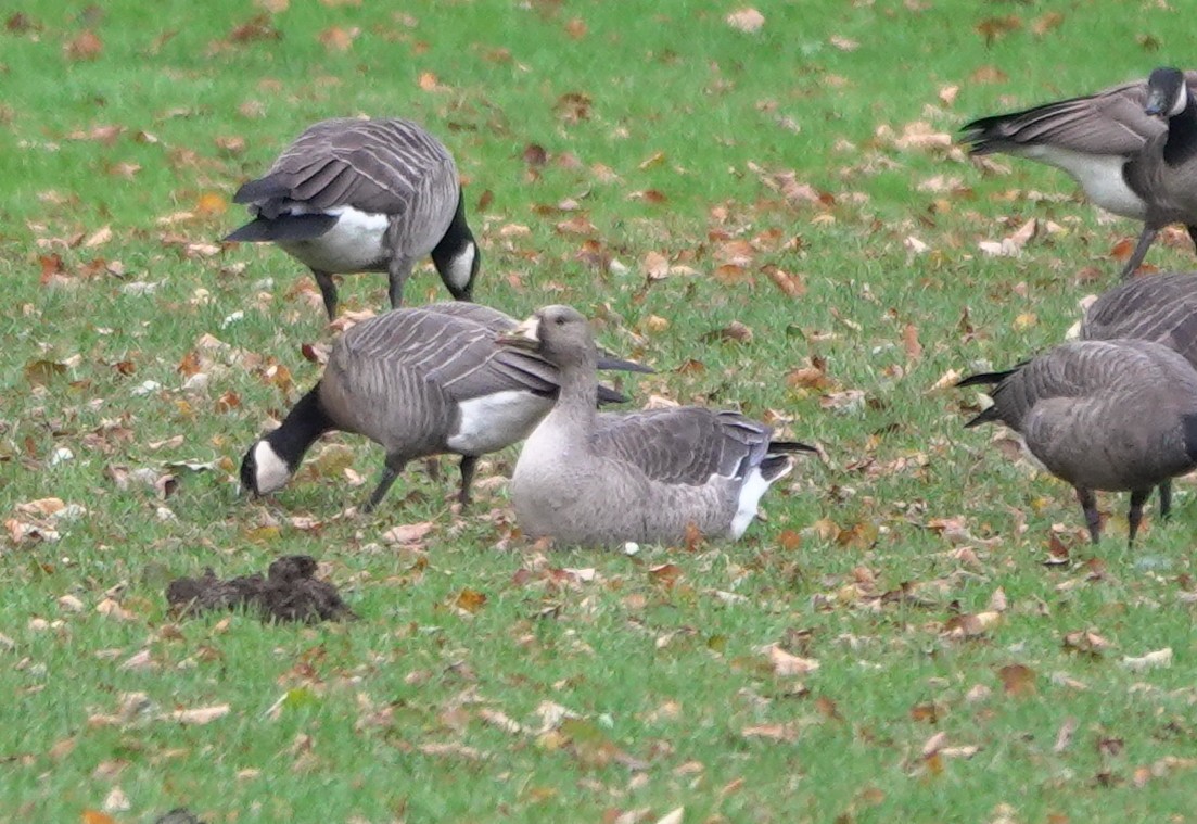 Greater White-fronted Goose (Western) - ML385618551
