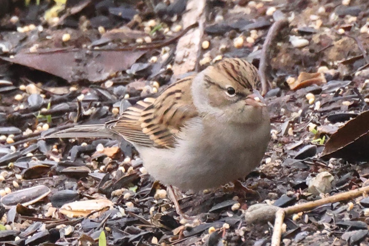 Chipping Sparrow - ML385633821