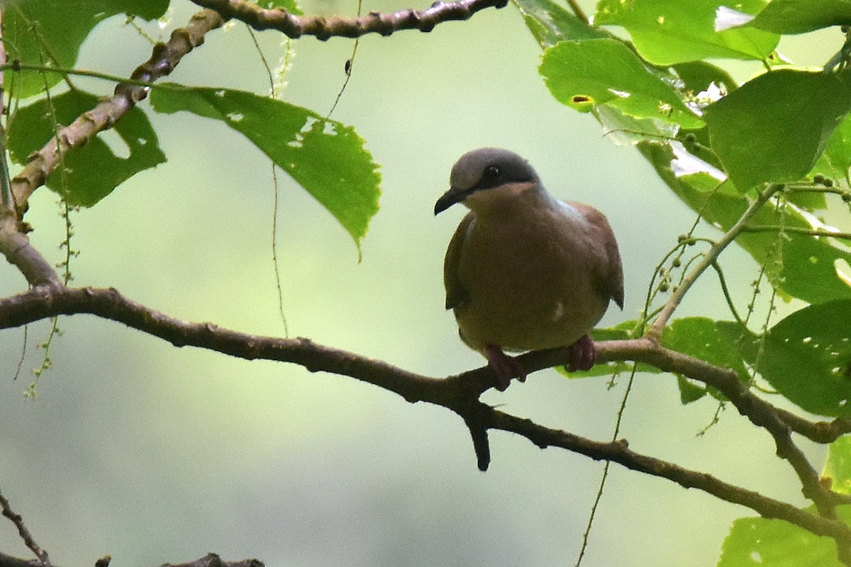 White-eared Brown-Dove (Buff-eared) - ML385634671
