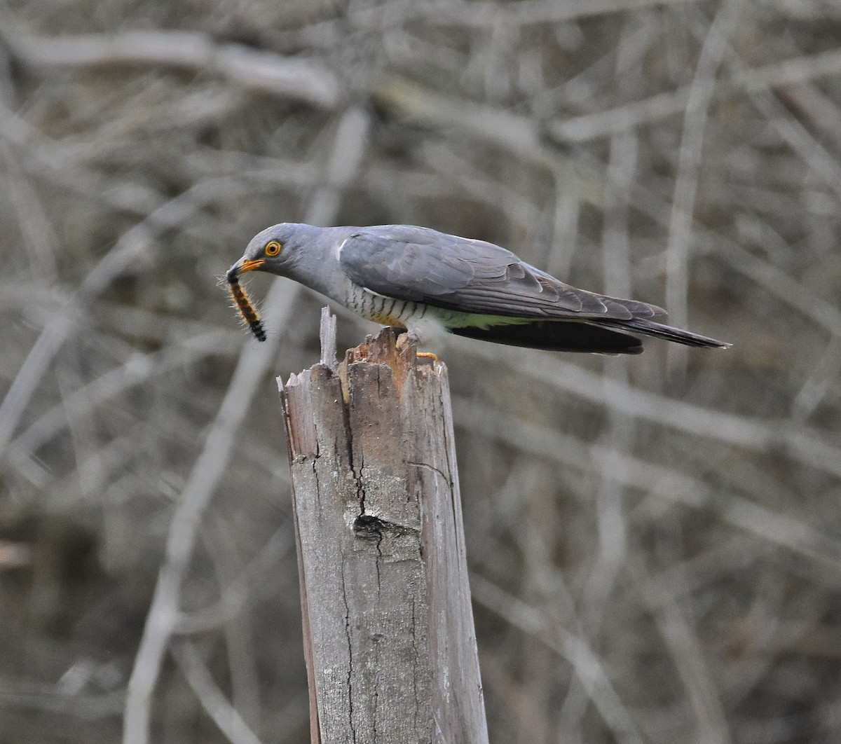 Common Cuckoo - Aaditya Tili