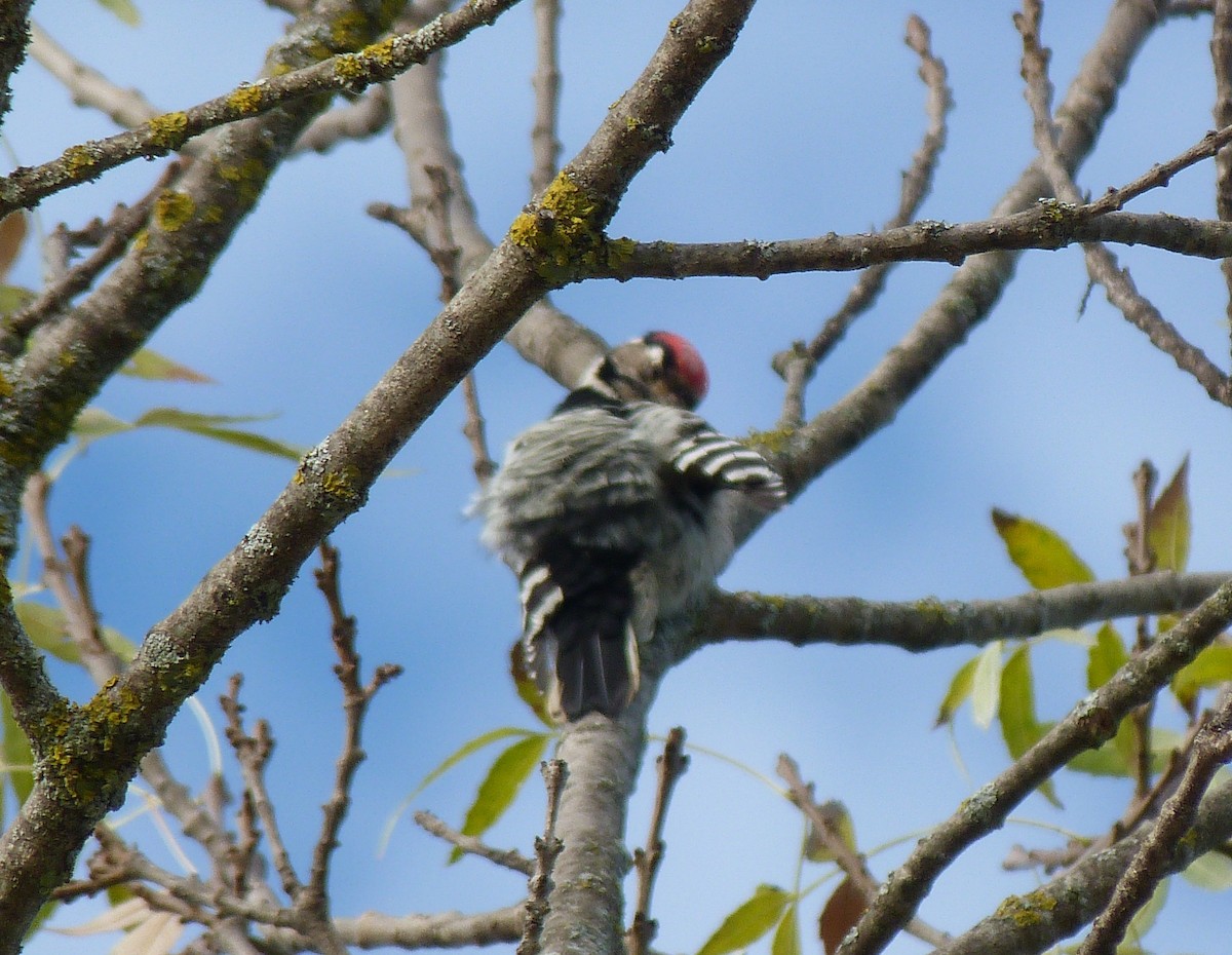 Lesser Spotted Woodpecker - ML385646181