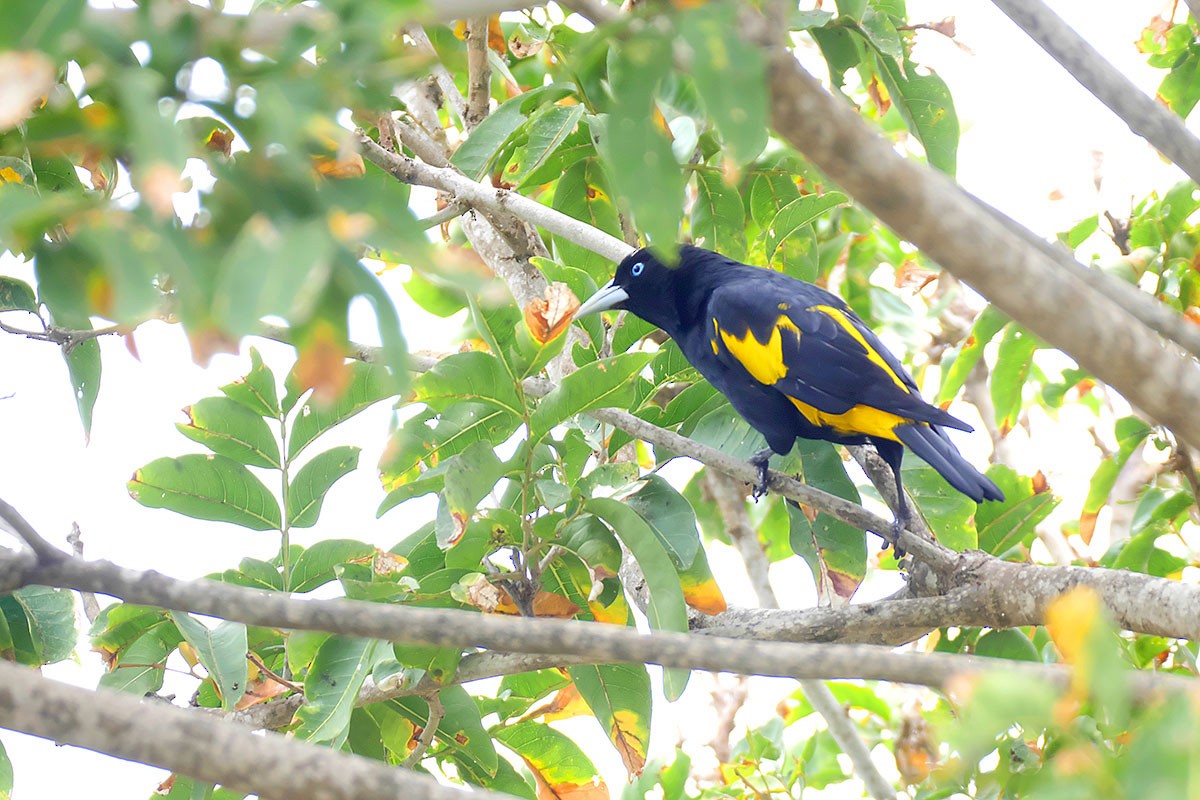 Yellow-rumped Cacique - ML385647081