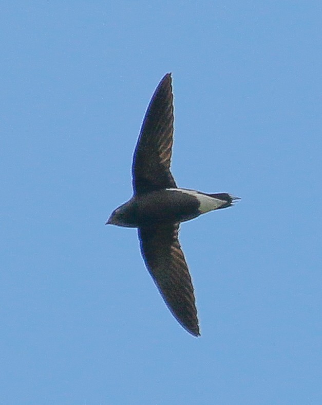 Brown-backed Needletail - Neoh Hor Kee