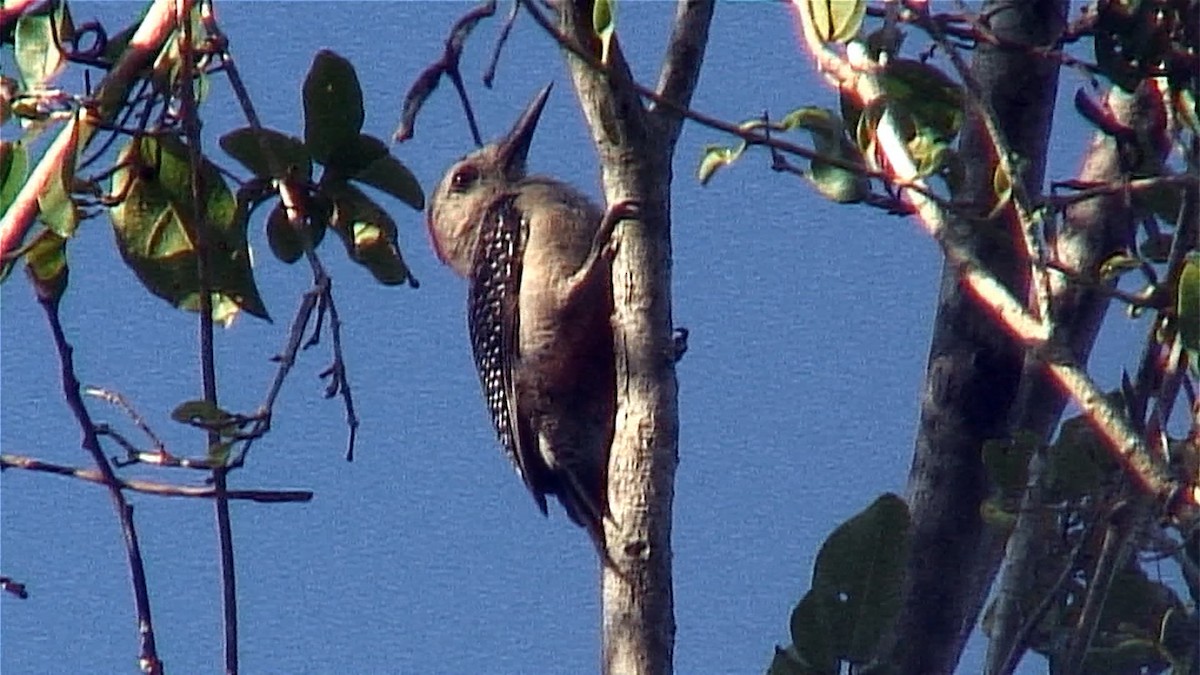 Golden-fronted Woodpecker (Velasquez's) - ML385655191