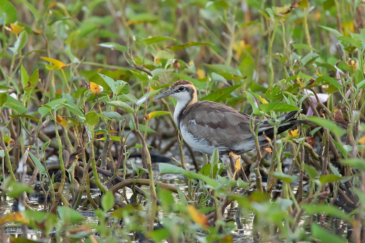 Pheasant-tailed Jacana - Ayuwat Jearwattanakanok