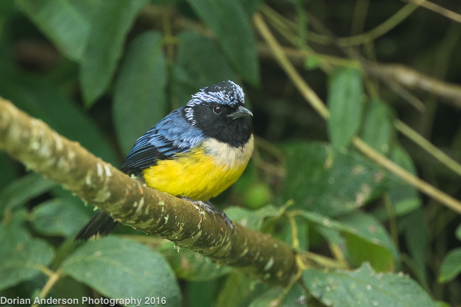 Buff-breasted Mountain Tanager - Dorian Anderson