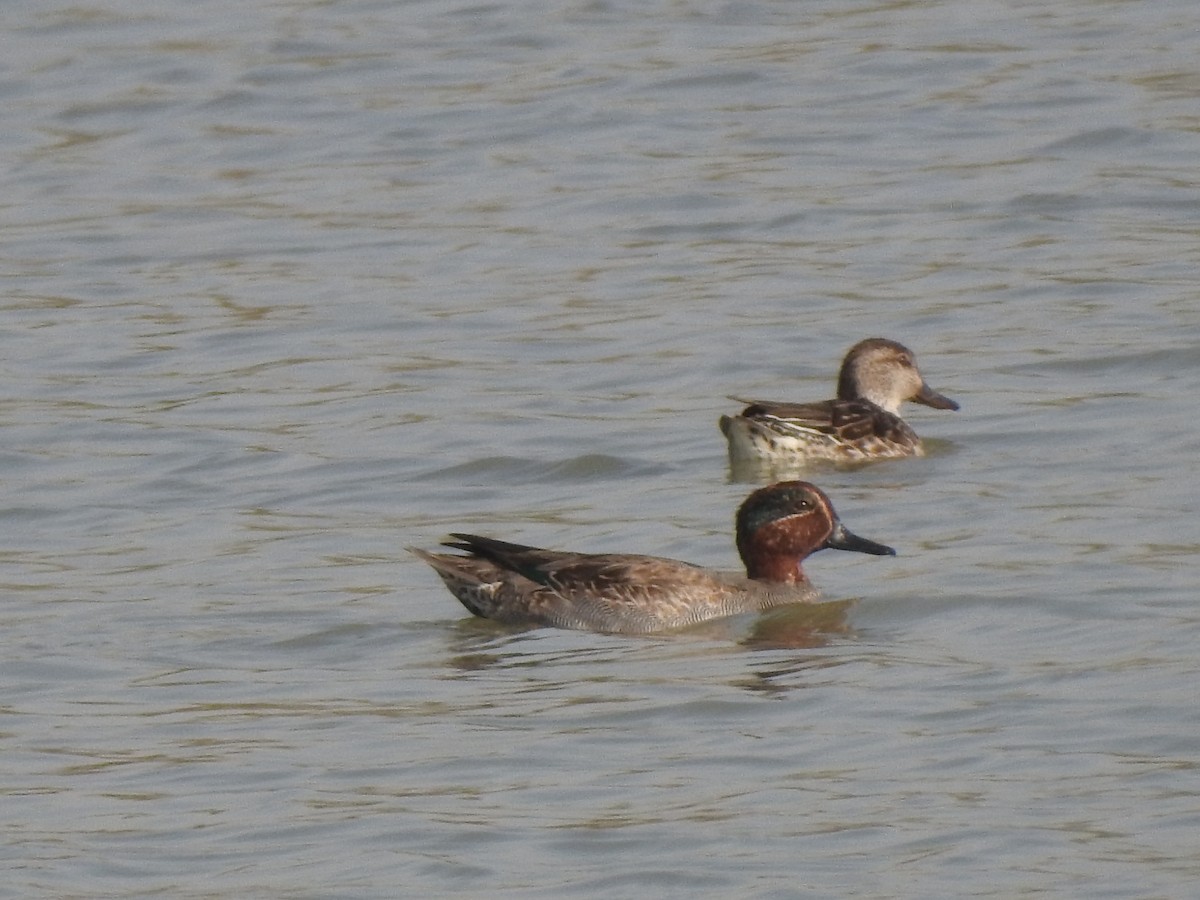 Green-winged Teal - ML385660861