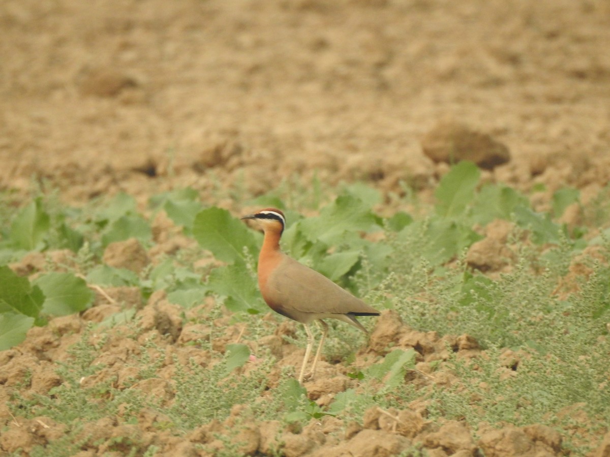 Indian Courser - ML385661701