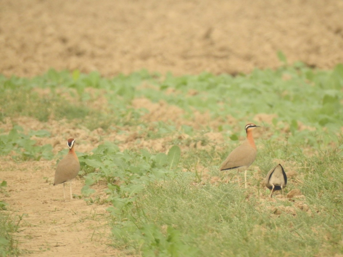 Indian Courser - ML385661901