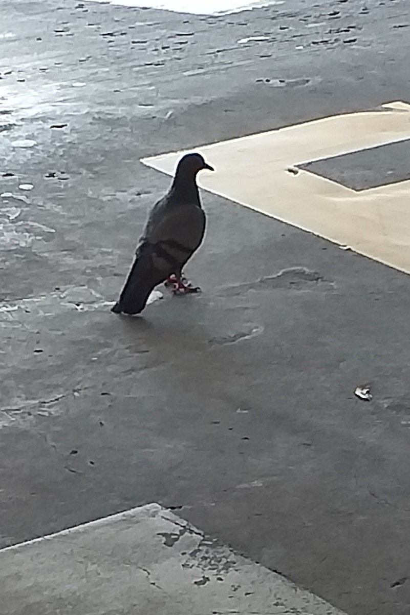 Rock Pigeon (Feral Pigeon) - ML385680621