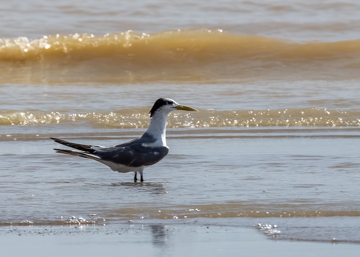 Great Crested Tern - ML385682471