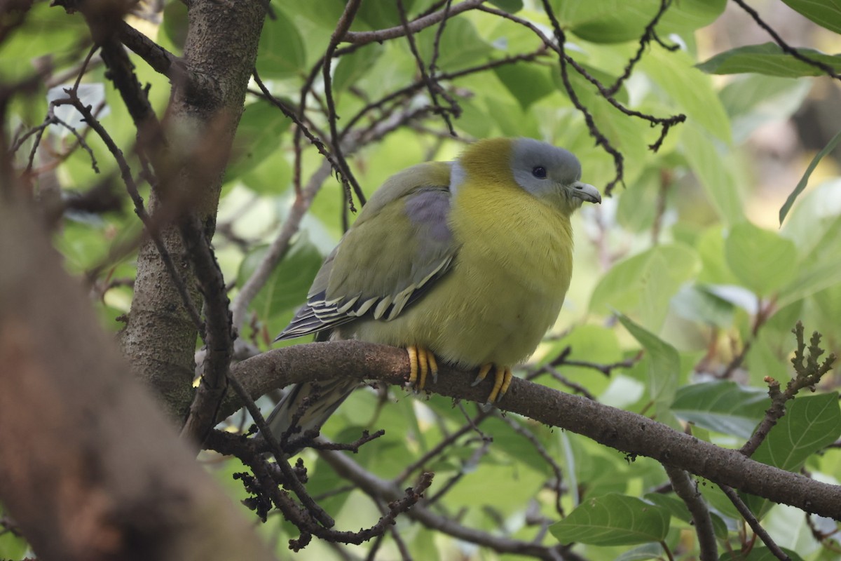 Yellow-footed Green-Pigeon - ML385682921