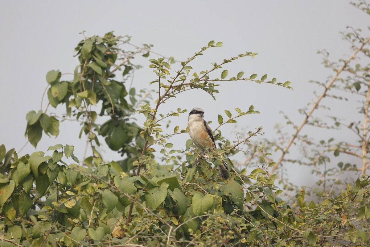 Long-tailed Shrike - Virendra Goswami