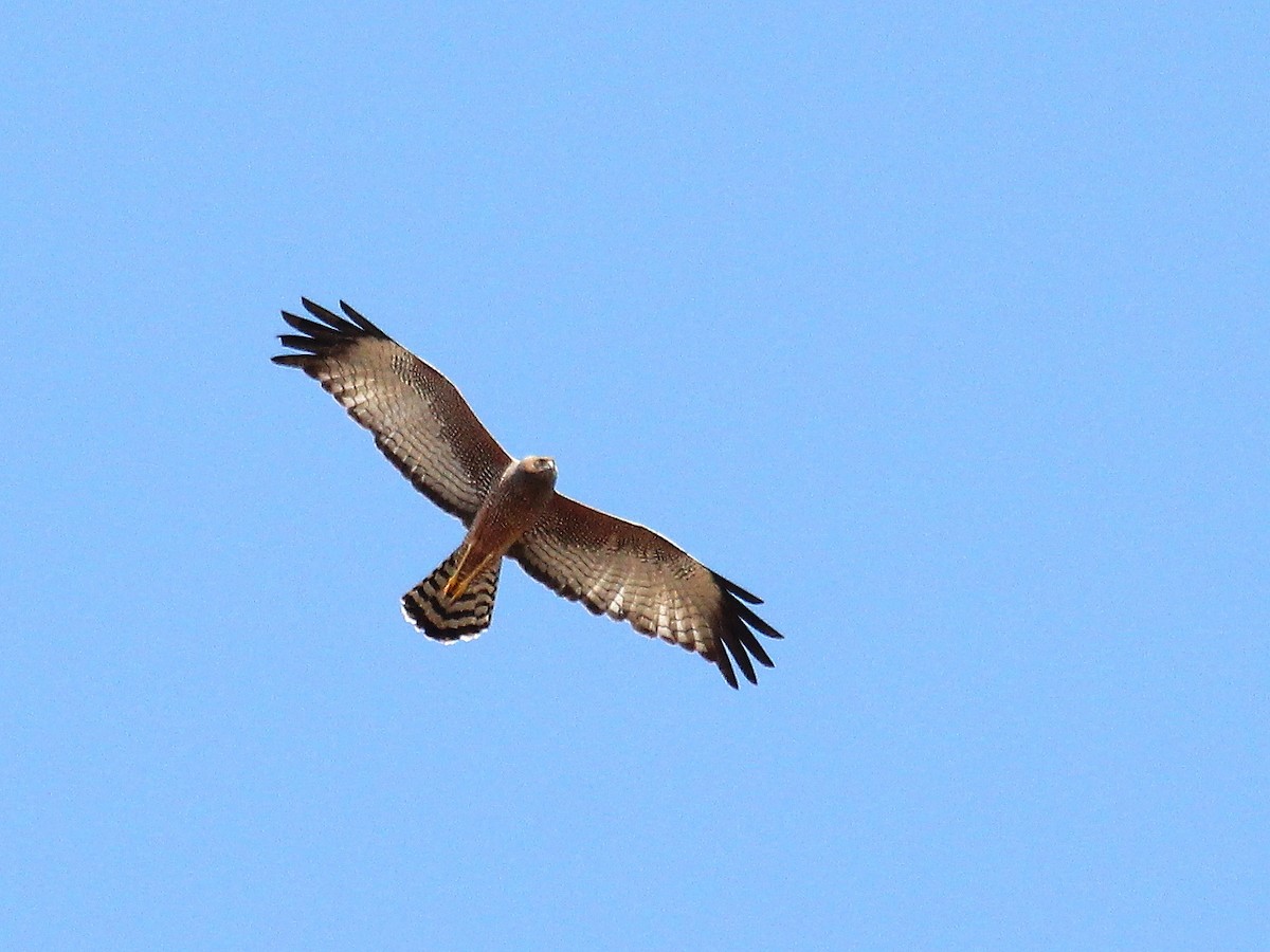 Spotted Harrier - ML38568761