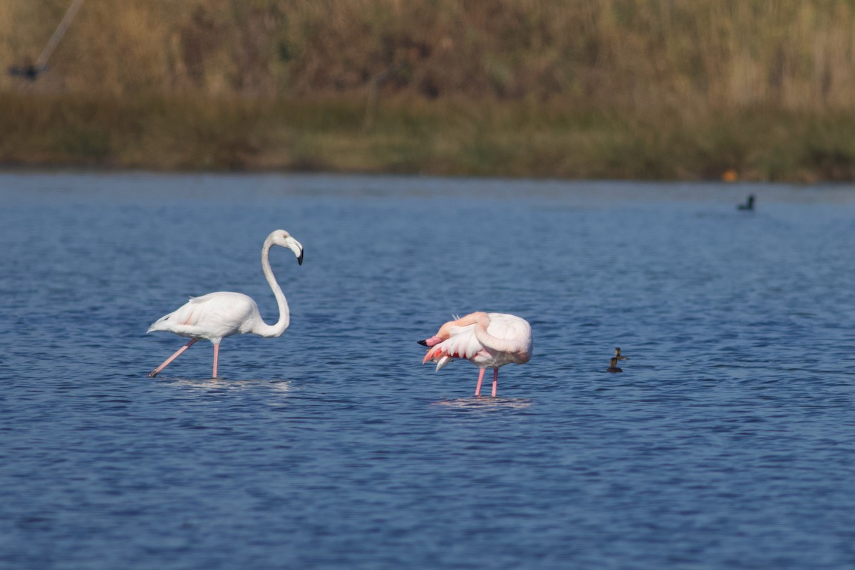 Greater Flamingo - Emine Nurhan Tekin