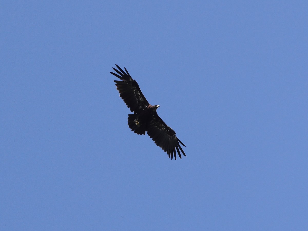 Greater Spotted Eagle - Gowri Shankar S