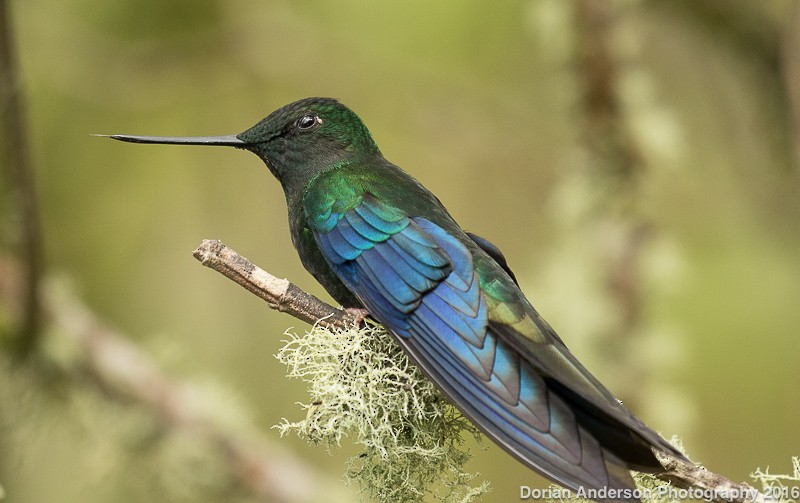 kolibřík modrokřídlý - ML38569601