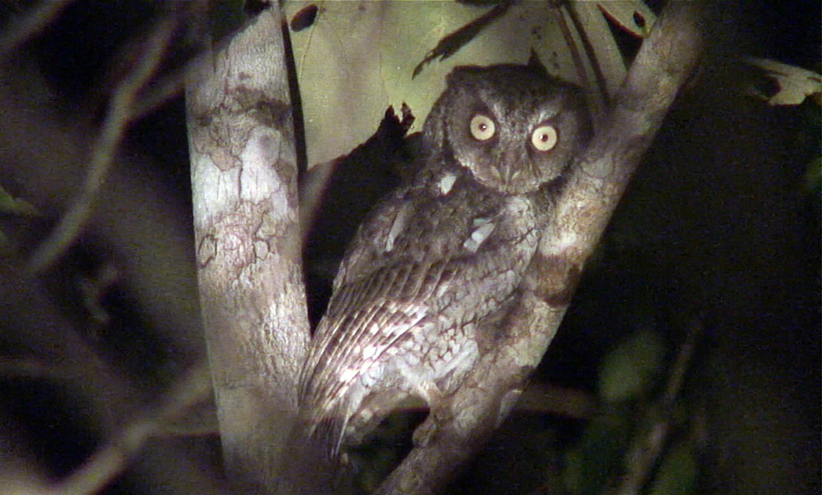 Middle American Screech-Owl (Middle American) - ML385699711