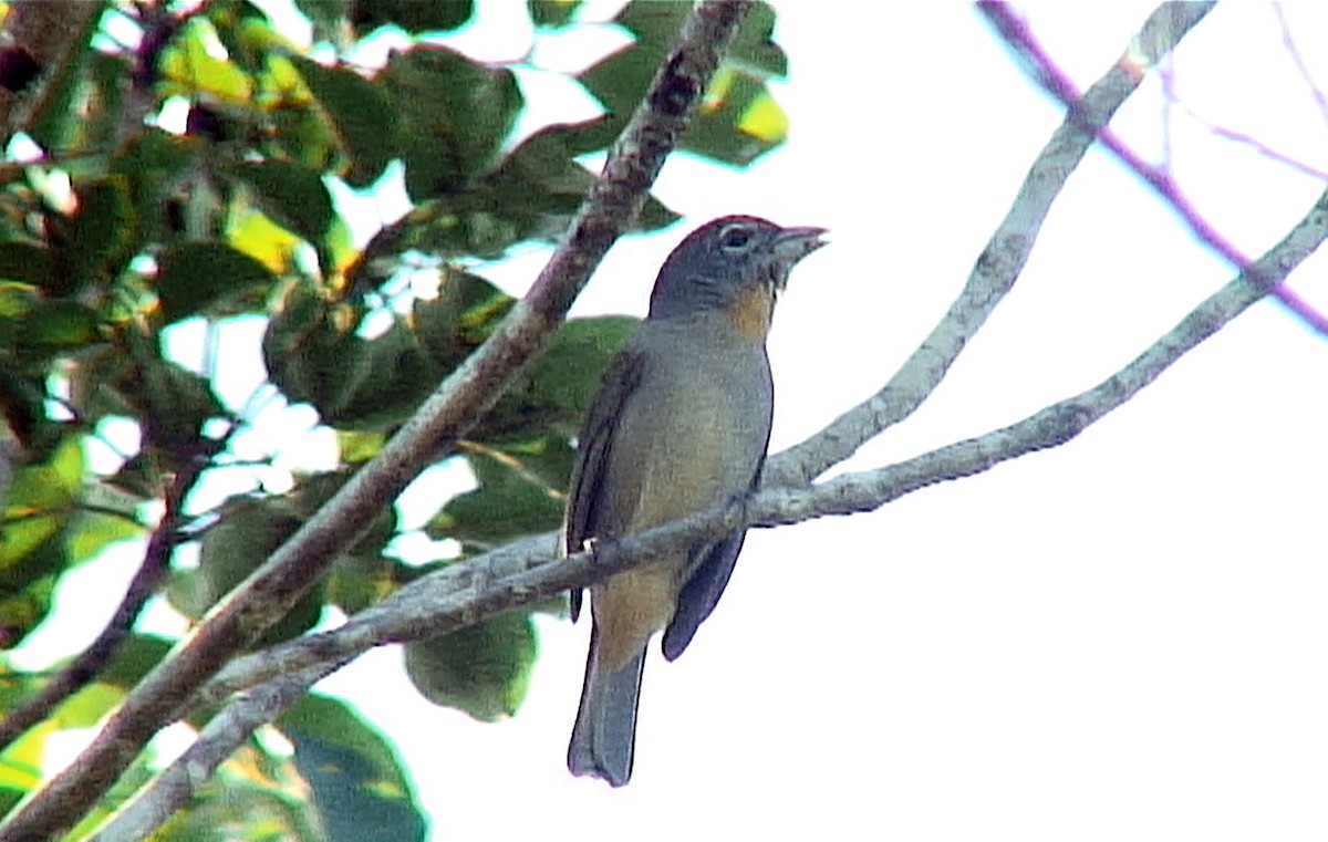 Rose-throated Tanager - ML385702581