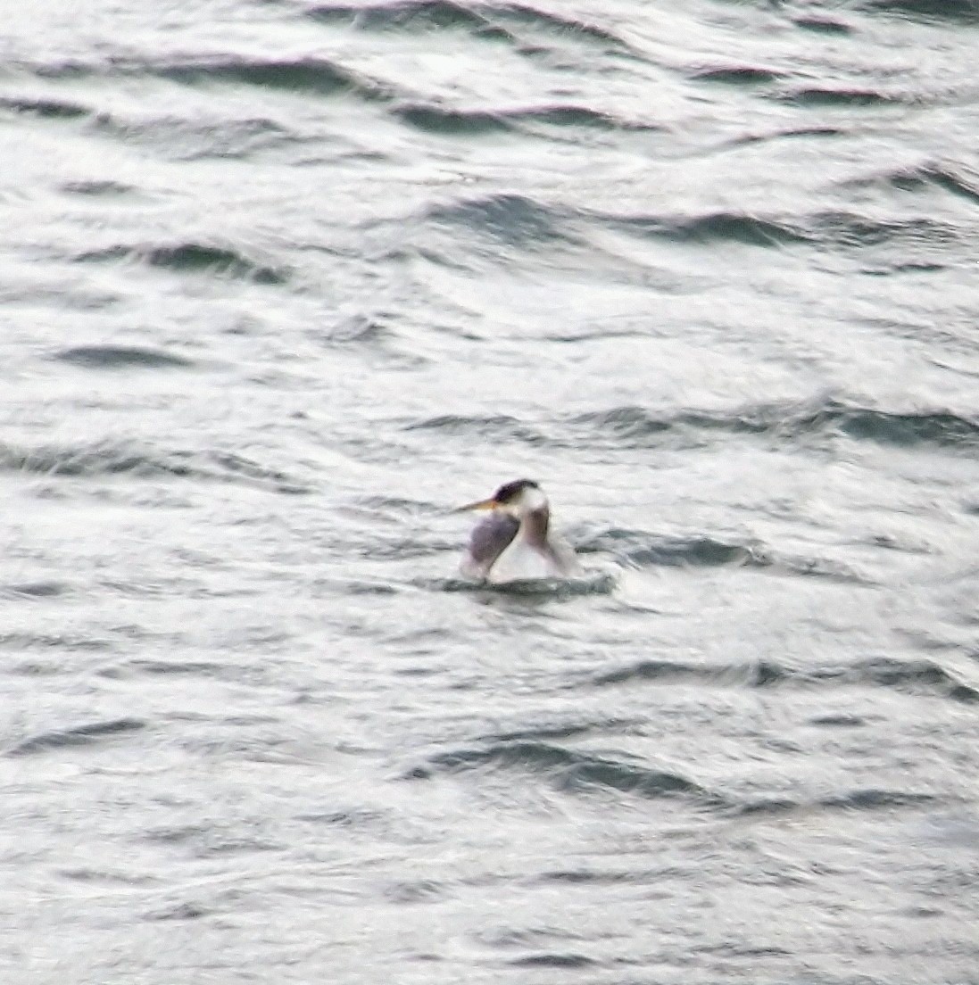 Red-necked Grebe - ML385707391