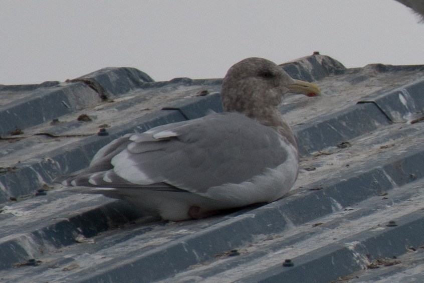 Glaucous-winged Gull - Travis Saunders