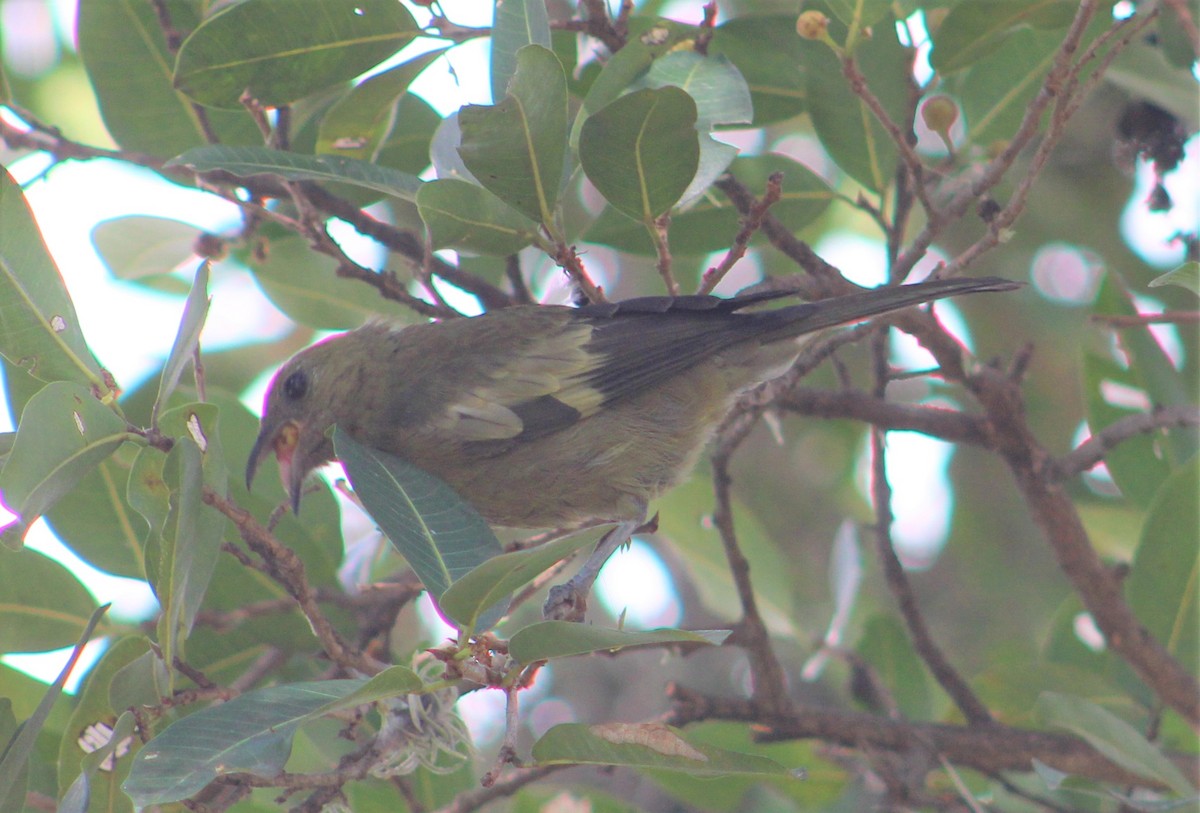 Palm Tanager - ML385710921