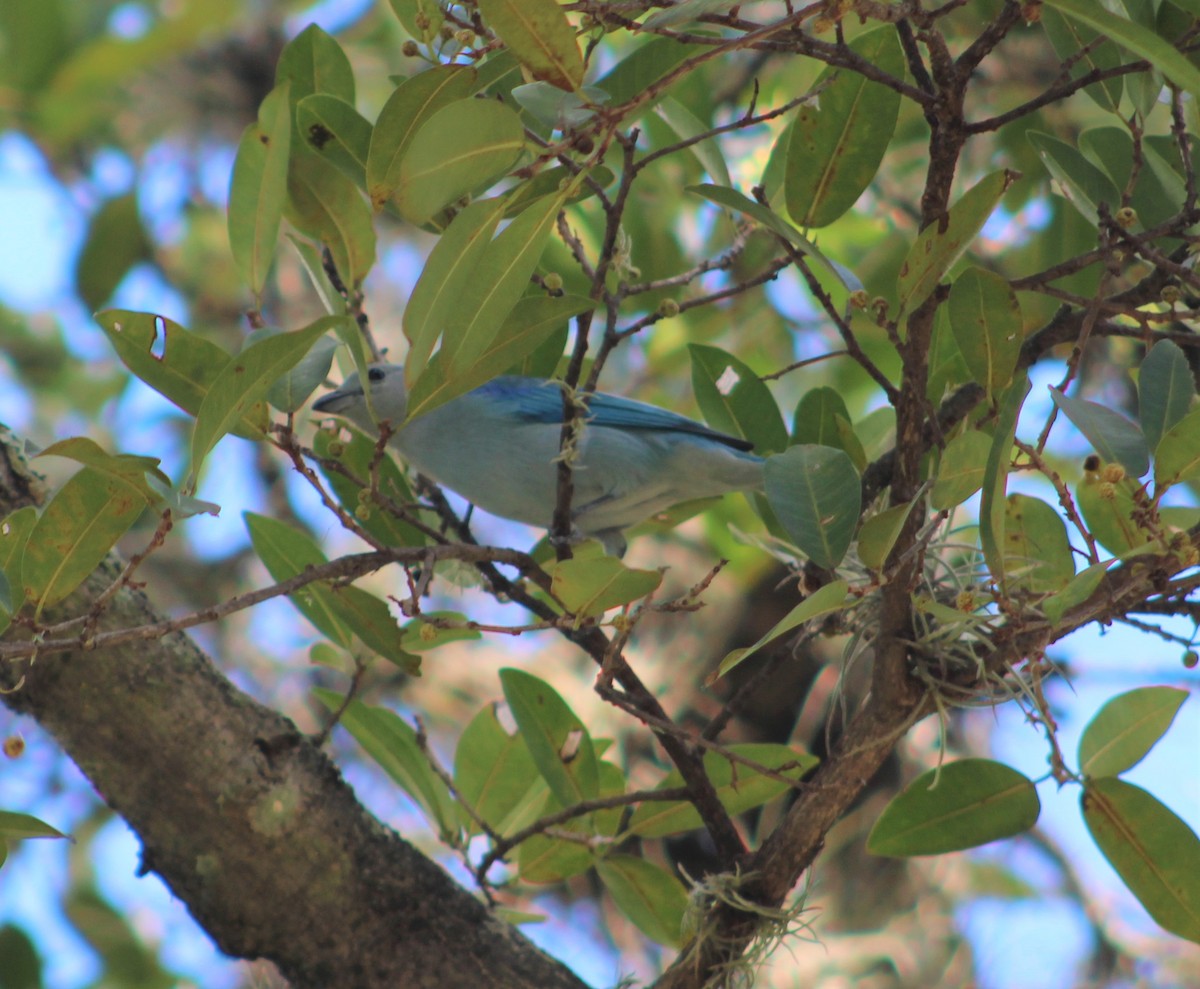 Blue-gray Tanager - ML385710961