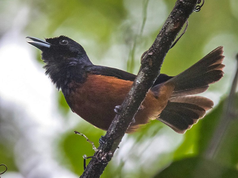 Chestnut-bellied Monarch - Lars Petersson | My World of Bird Photography