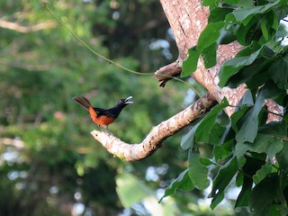 成鳥 (Makira) - Phil Gregory | Sicklebill Safaris | www.birder.travel - ML385711651