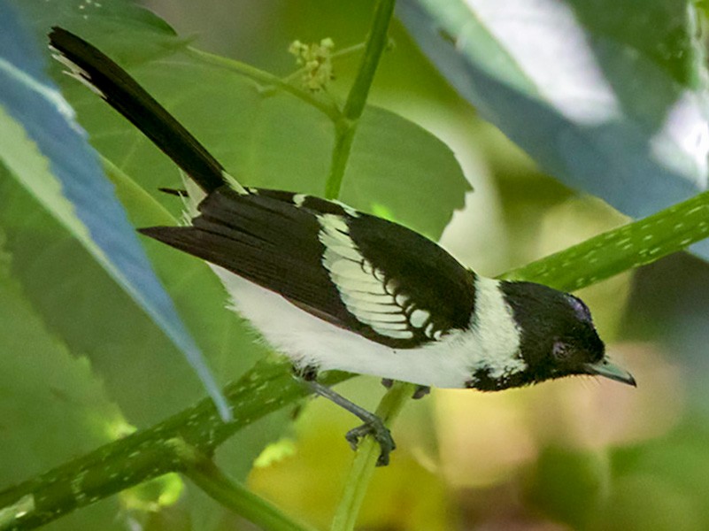 White-collared Monarch - Lars Petersson | My World of Bird Photography