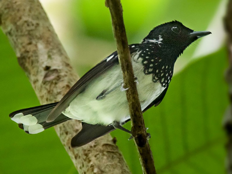 White-collared Monarch - Lars Petersson | My World of Bird Photography