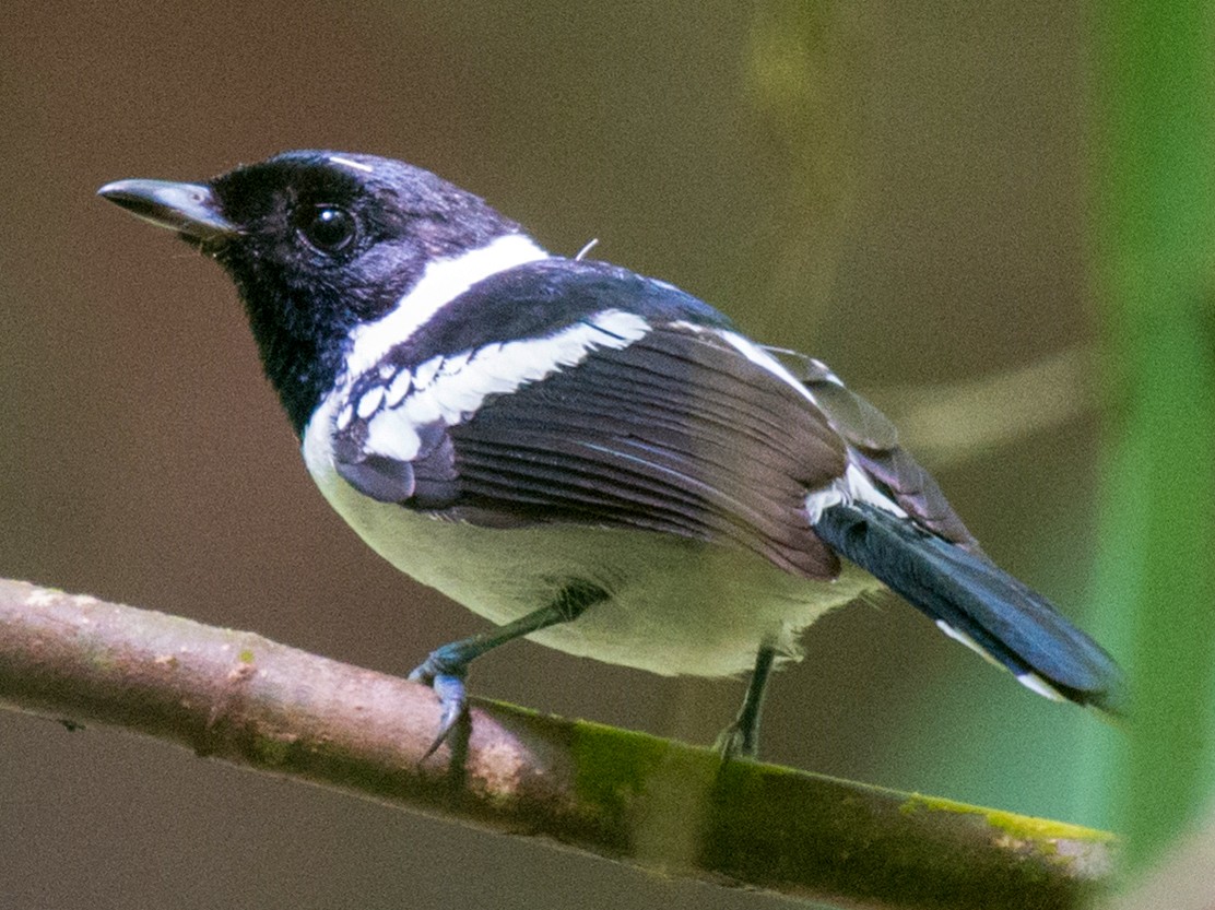 White-collared Monarch - John C. Mittermeier