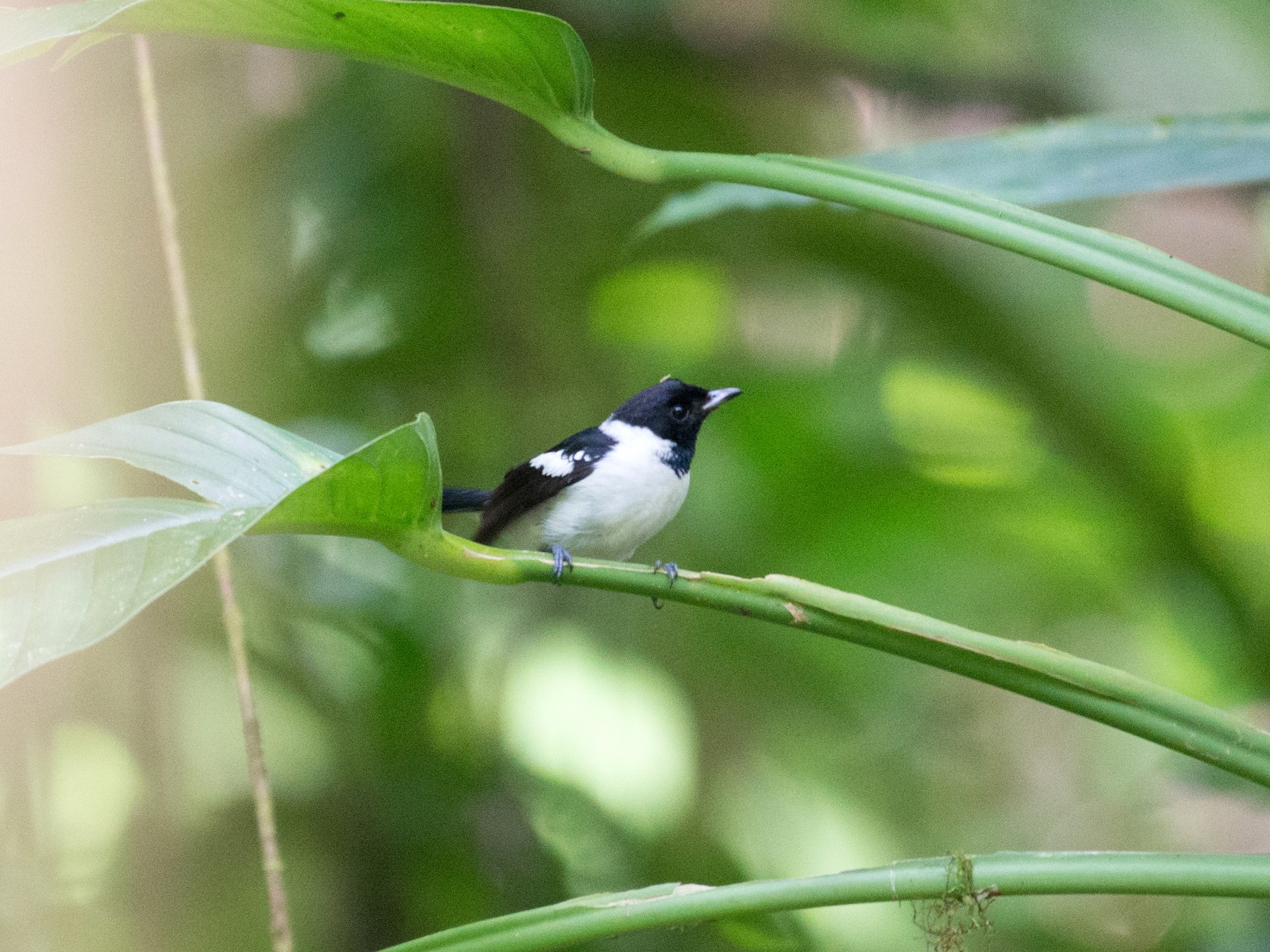 White-collared Monarch - John C. Mittermeier