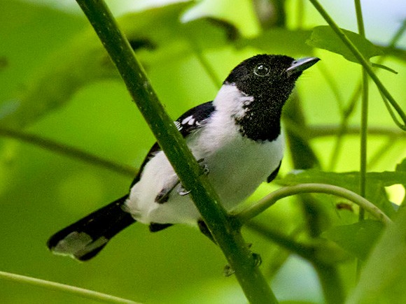 White-collared Monarch - Lars Petersson | My World of Bird Photography