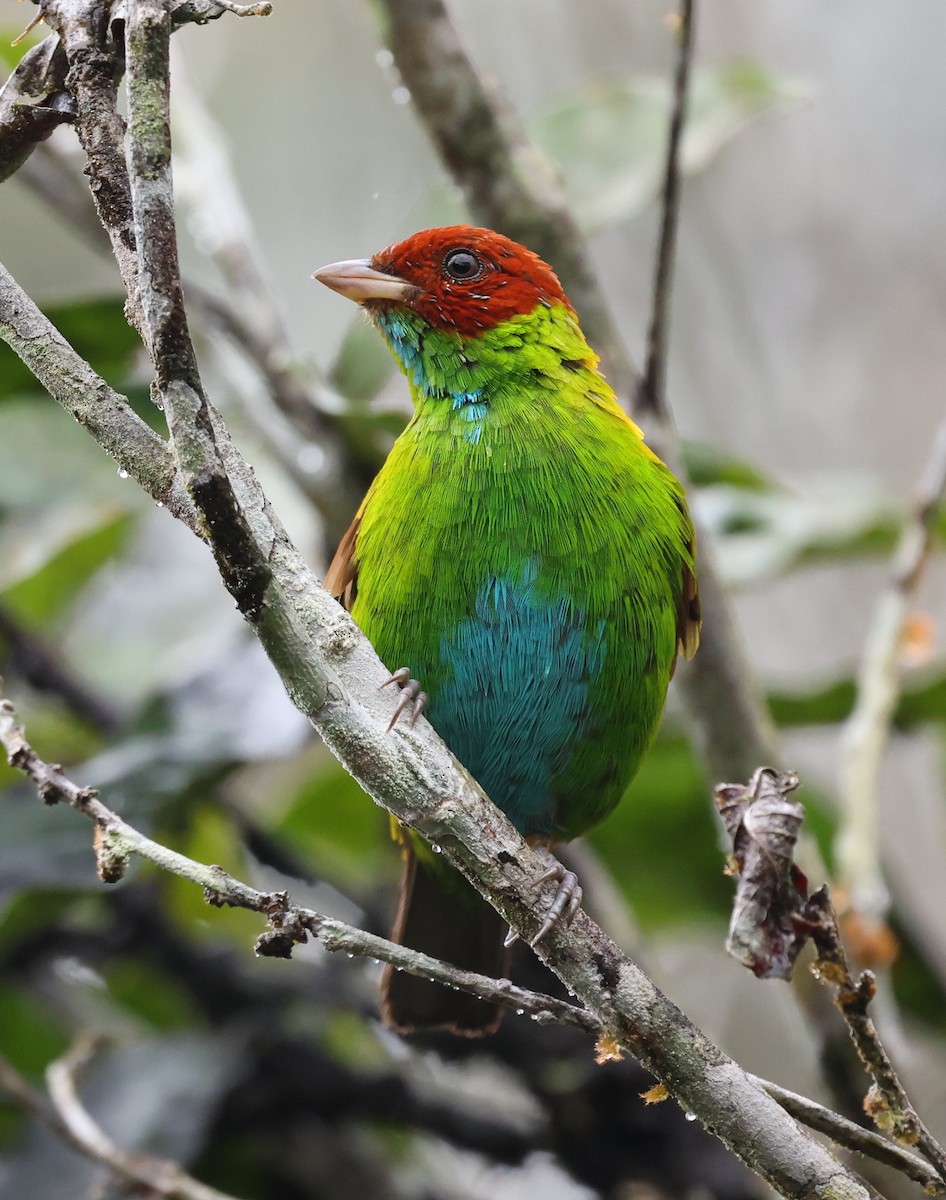 Rufous-winged Tanager - ML385715571