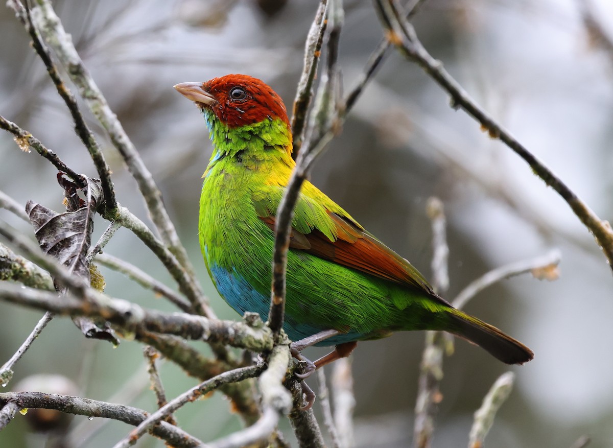 Rufous-winged Tanager - ML385717511