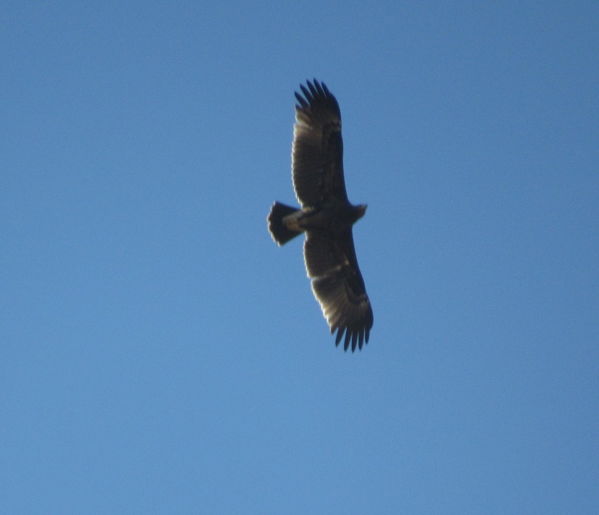 Greater Spotted Eagle - נועם נוסבוים