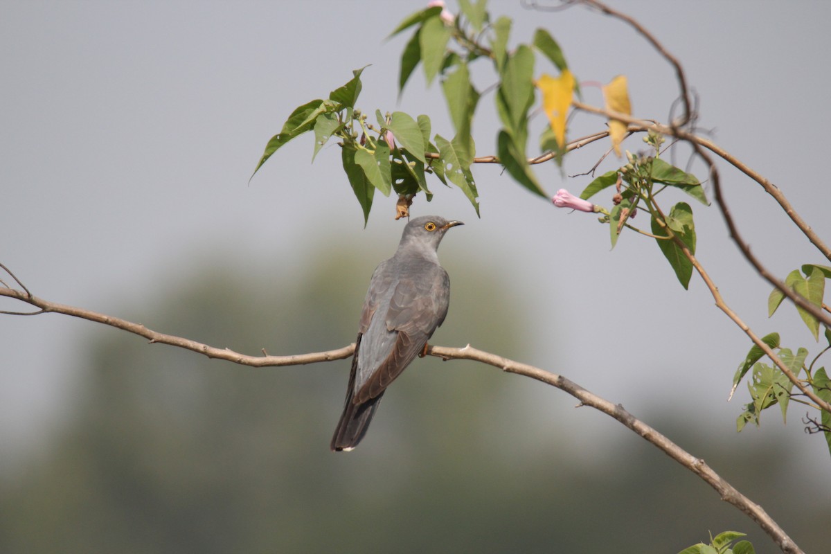 Common Cuckoo - ML38572051