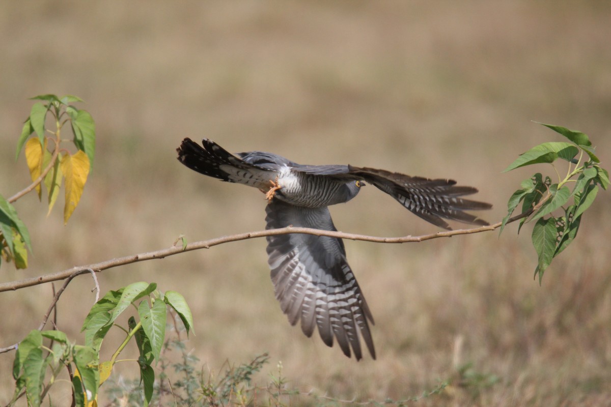 Common Cuckoo - ML38572061