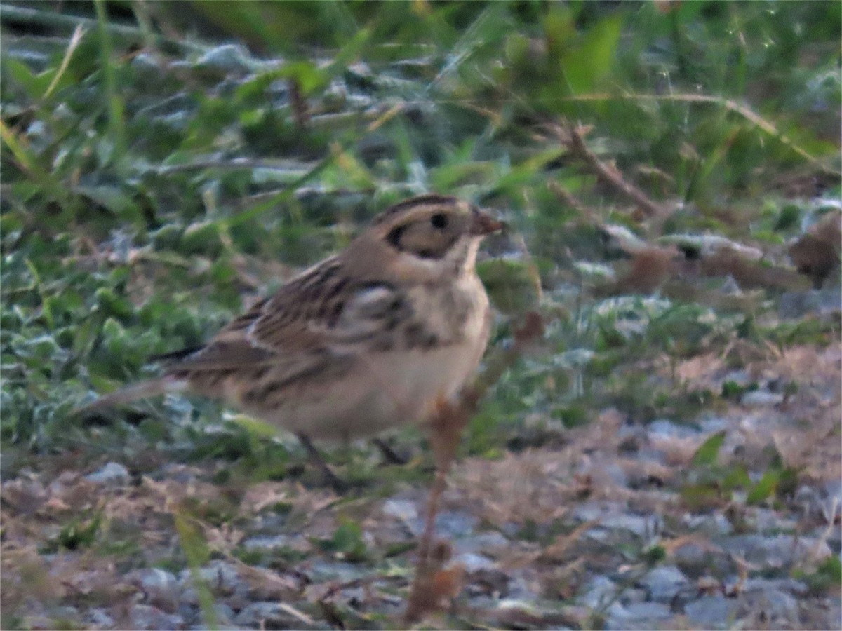 Lapland Longspur - dave chase