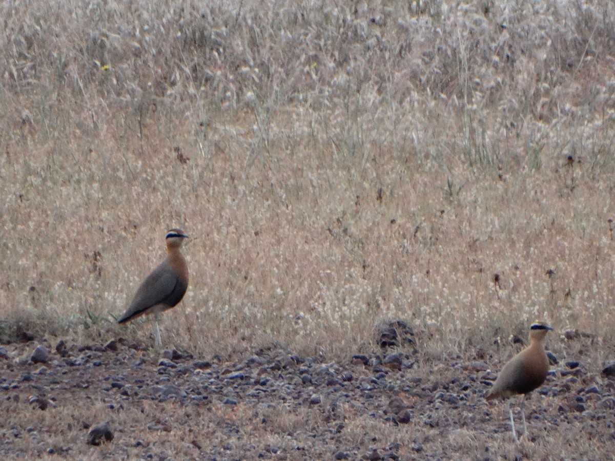 Indian Courser - ML385734801