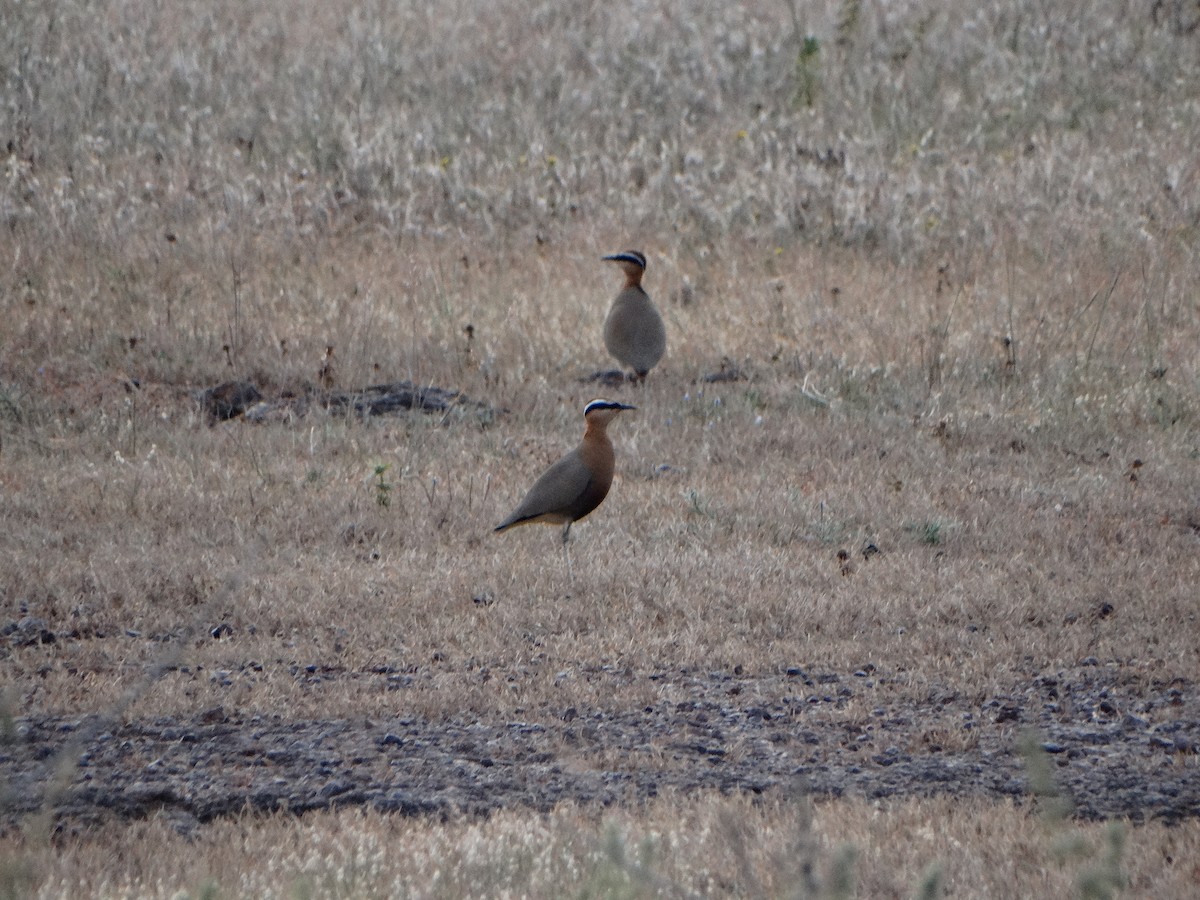 Indian Courser - ML385734811